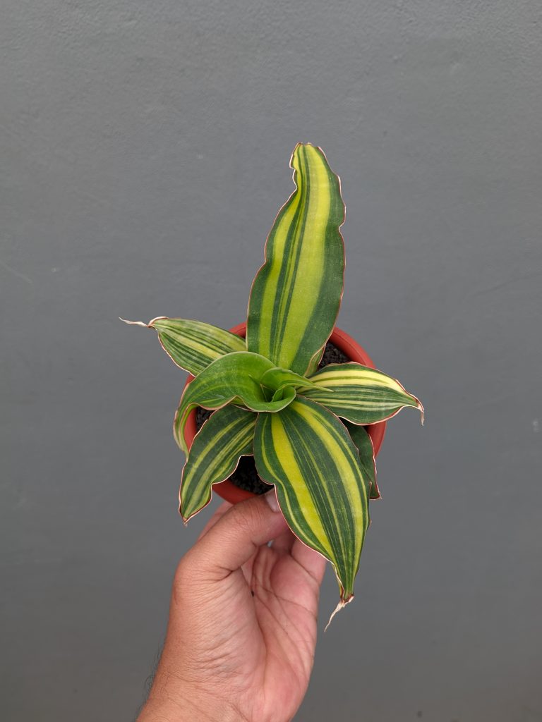 kaktus.id