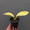 Sansevieria Tiger Blue Variegated, real feature image plant. Picture taken directly from kaktus.id community Sansevieria farmer green houses.