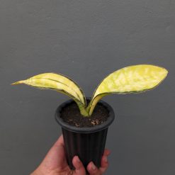 Sansevieria Tiger Blue Variegated, real feature image plant. Picture taken directly from kaktus.id community Sansevieria farmer green houses.
