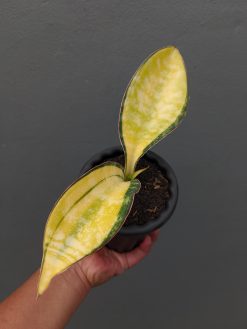 Sansevieria Tiger Blue Variegated, real gallery image #3 plants. Picture taken directly from kaktus.id community Sansevieria farmer green houses.