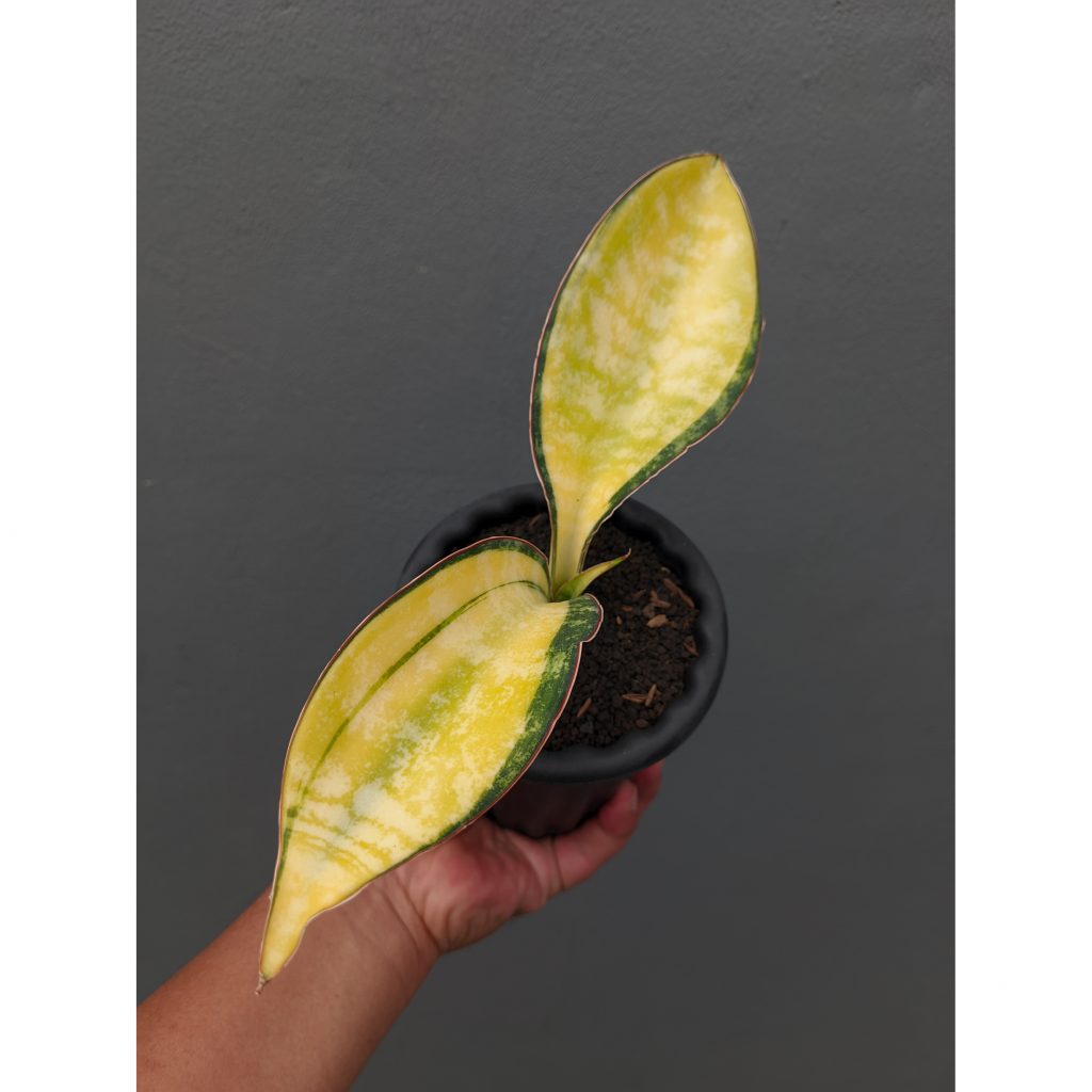 kaktus.id