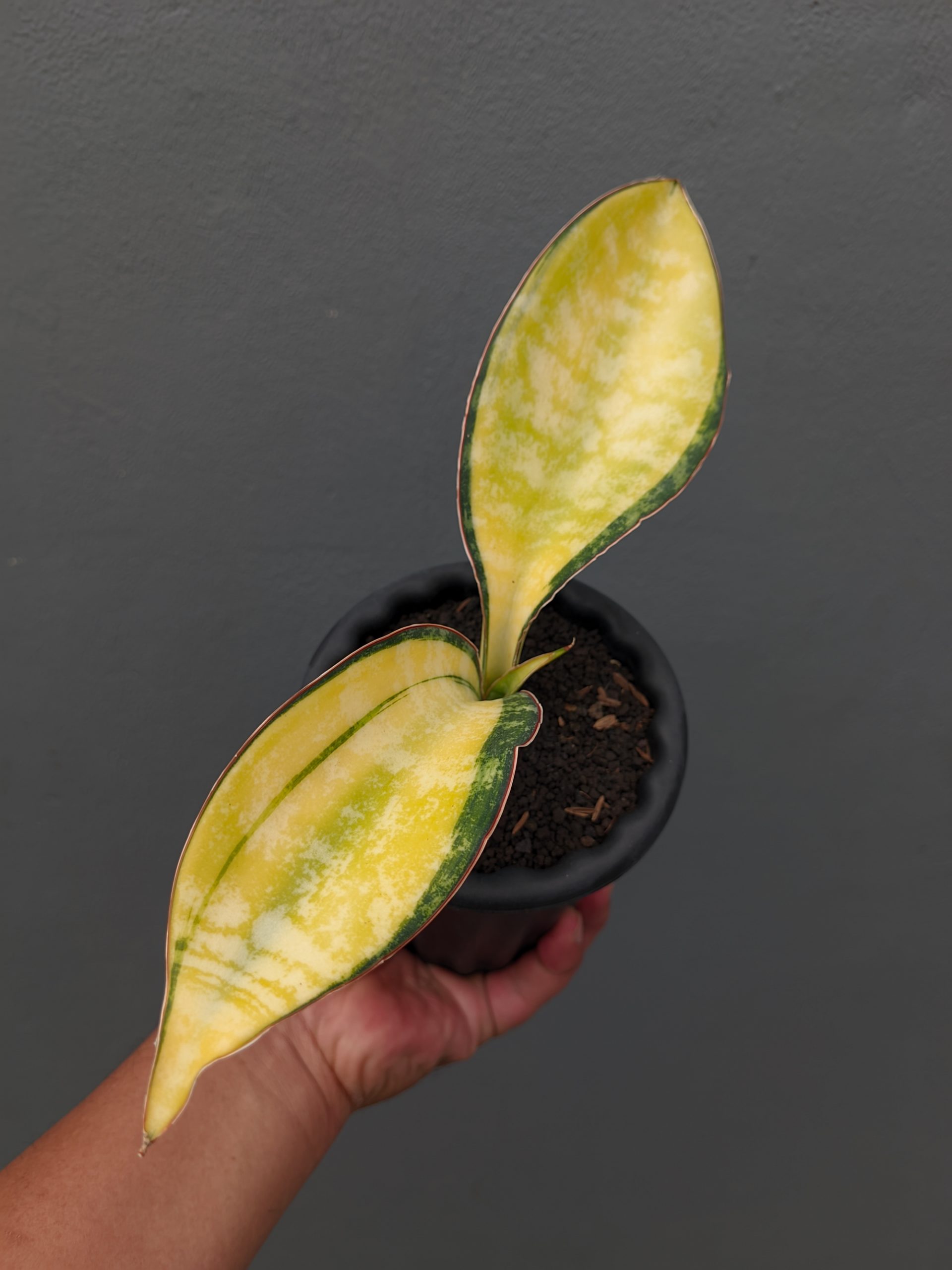Sansevieria Tiger Blue Variegated For Sale - Real Pictures, kaktus