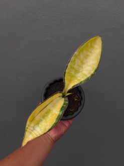 Sansevieria Tiger Blue Variegated, real gallery image #9 plants. Picture taken directly from kaktus.id community Sansevieria farmer green houses.