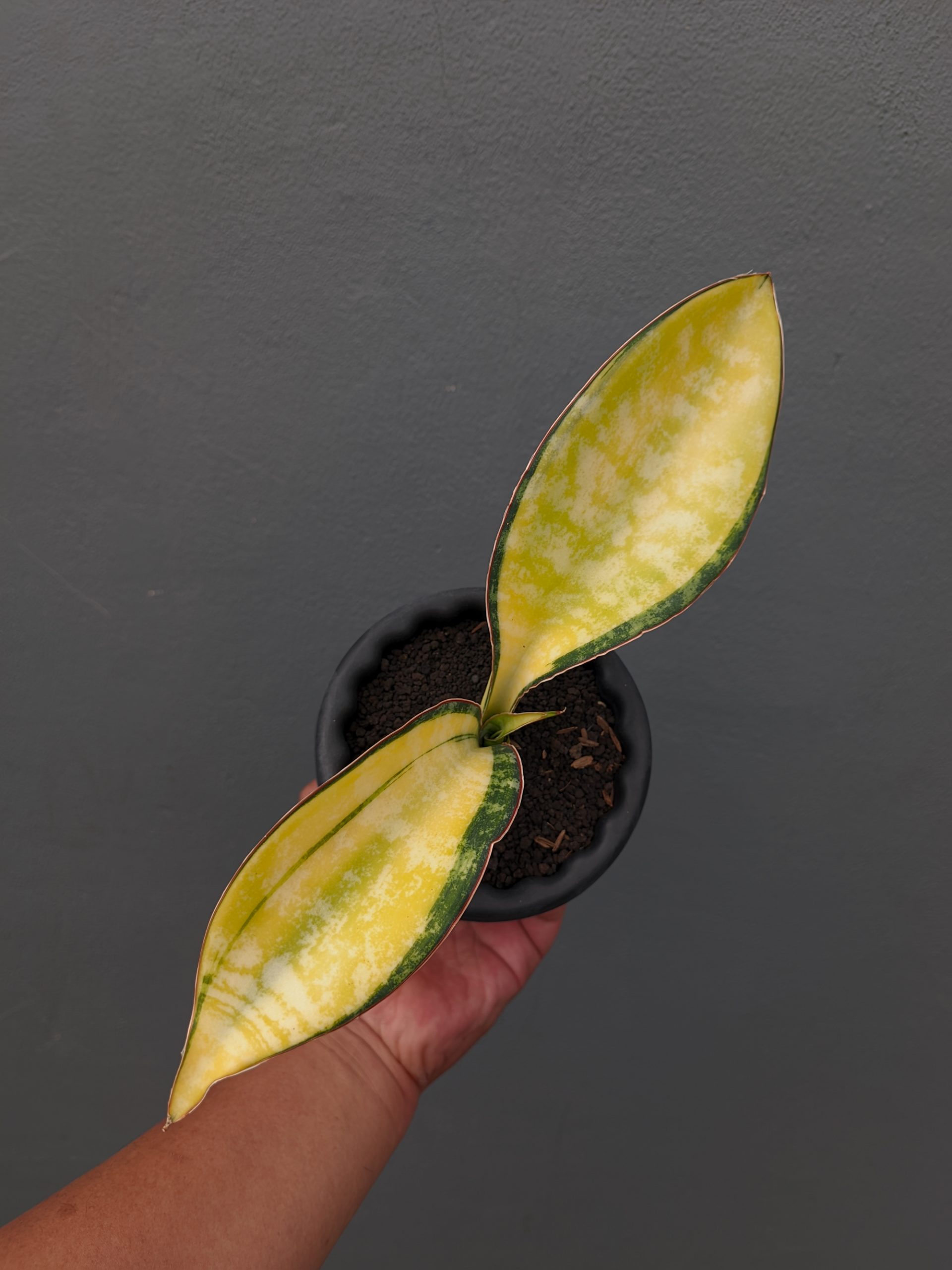 Sansevieria Tiger Blue Variegated For Sale - Real Pictures, kaktus