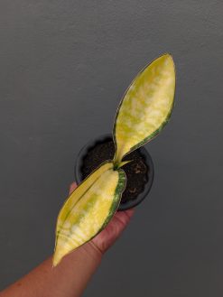 Sansevieria Tiger Blue Variegated, real gallery image #11 plants. Picture taken directly from kaktus.id community Sansevieria farmer green houses.
