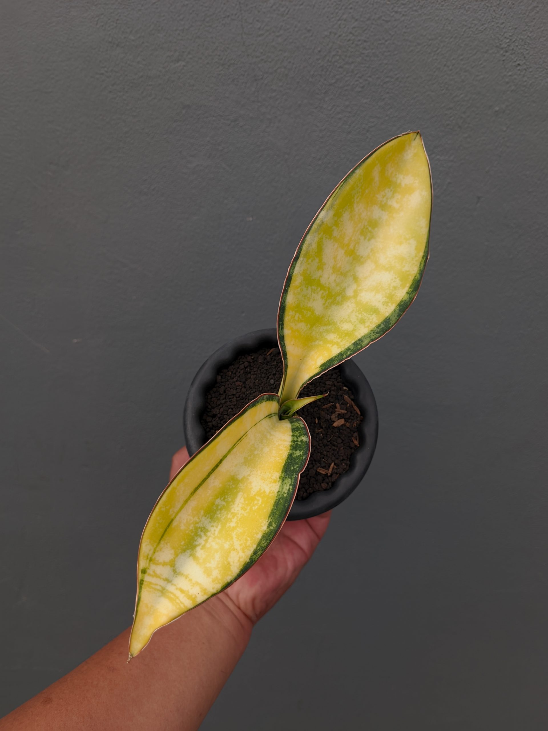 Sansevieria Tiger Blue Variegated For Sale - Real Pictures, kaktus