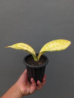 Sansevieria Tiger Blue Variegated, real gallery image #2 plants. Picture taken directly from kaktus.id community Sansevieria farmer green houses.