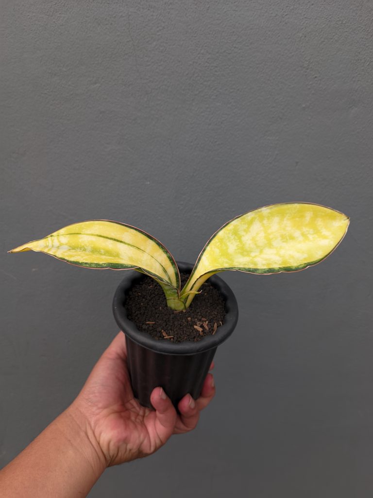 kaktus.id