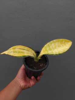 Sansevieria Tiger Blue Variegated, real gallery image #6 plants. Picture taken directly from kaktus.id community Sansevieria farmer green houses.