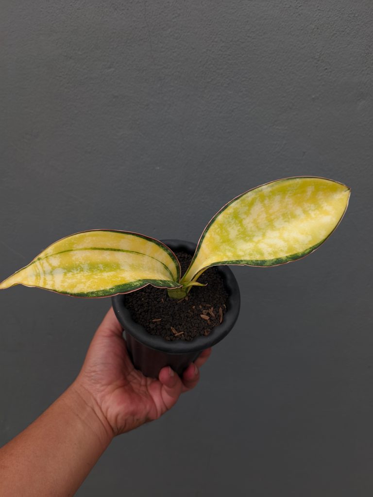kaktus.id