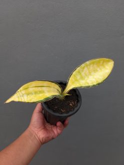 Sansevieria Tiger Blue Variegated, real gallery image #10 plants. Picture taken directly from kaktus.id community Sansevieria farmer green houses.
