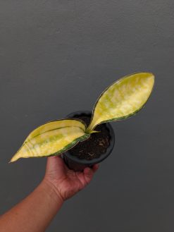 Sansevieria Tiger Blue Variegated, real gallery image #4 plants. Picture taken directly from kaktus.id community Sansevieria farmer green houses.