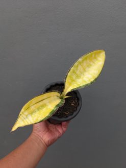 Sansevieria Tiger Blue Variegated, real gallery image #1 plants. Picture taken directly from kaktus.id community Sansevieria farmer green houses.