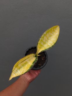 Sansevieria Tiger Blue Variegated, real gallery image #7 plants. Picture taken directly from kaktus.id community Sansevieria farmer green houses.