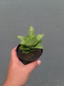 Sansevieria Zelonk, real gallery image #2 plants. Picture taken directly from kaktus.id community Sansevieria farmer green houses.