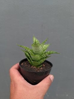Sansevieria Zelonk, real gallery image #13 plants. Picture taken directly from kaktus.id community Sansevieria farmer green houses.
