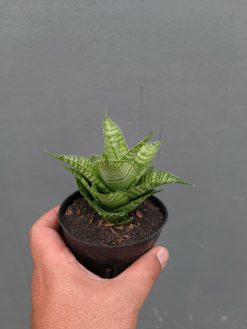 Sansevieria Zelonk, real gallery image #10 plants. Picture taken directly from kaktus.id community Sansevieria farmer green houses.