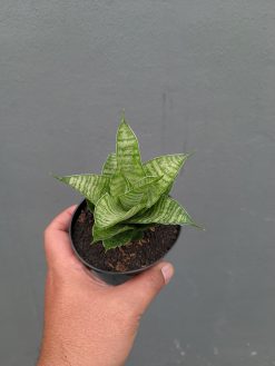Sansevieria Zelonk, real gallery image #11 plants. Picture taken directly from kaktus.id community Sansevieria farmer green houses.