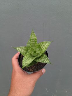 Sansevieria Zelonk, real gallery image #12 plants. Picture taken directly from kaktus.id community Sansevieria farmer green houses.