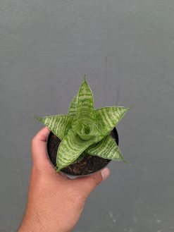 Sansevieria Zelonk, real gallery image #14 plants. Picture taken directly from kaktus.id community Sansevieria farmer green houses.
