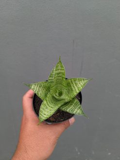 Sansevieria Zelonk, real gallery image #15 plants. Picture taken directly from kaktus.id community Sansevieria farmer green houses.