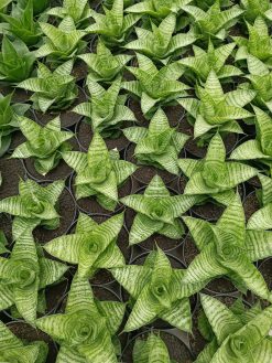 Sansevieria Zelonk, real gallery image #1 plants. Picture taken directly from kaktus.id community Sansevieria farmer green houses.