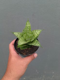 Sansevieria Zelonk, real gallery image #4 plants. Picture taken directly from kaktus.id community Sansevieria farmer green houses.