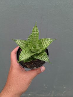 Sansevieria Zelonk, real gallery image #6 plants. Picture taken directly from kaktus.id community Sansevieria farmer green houses.