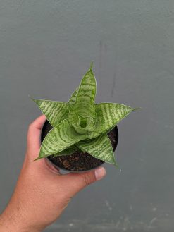 Sansevieria Zelonk, real gallery image #8 plants. Picture taken directly from kaktus.id community Sansevieria farmer green houses.
