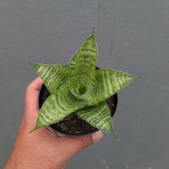 Sansevieria Zelonk, real feature image plant. Picture taken directly from kaktus.id community Sansevieria farmer green houses.