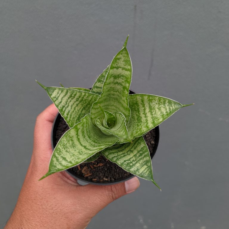 1358. Sansevieria Zelonk