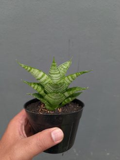 Sansevieria Zelonk, real gallery image #5 plants. Picture taken directly from kaktus.id community Sansevieria farmer green houses.