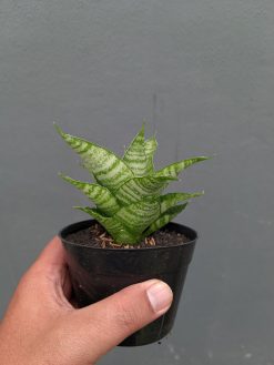 Sansevieria Zelonk, real gallery image #3 plants. Picture taken directly from kaktus.id community Sansevieria farmer green houses.
