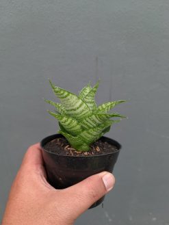 Sansevieria Zelonk, real gallery image #7 plants. Picture taken directly from kaktus.id community Sansevieria farmer green houses.