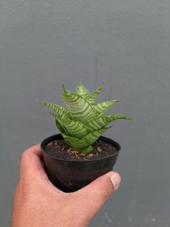 Sansevieria Zelonk, real gallery image #9 plants. Picture taken directly from kaktus.id community Sansevieria farmer green houses.