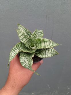 Sansevieria Orgasm, real gallery image #2 plants. Picture taken directly from kaktus.id community Sansevieria farmer green houses.