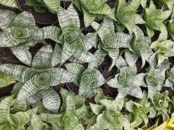 Sansevieria Orgasm, real gallery image #1 plants. Picture taken directly from kaktus.id community Sansevieria farmer green houses.