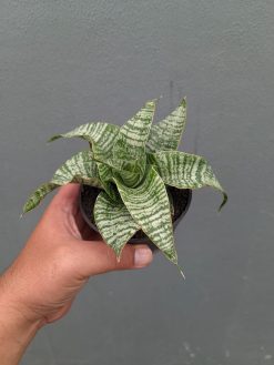Sansevieria Orgasm, real gallery image #3 plants. Picture taken directly from kaktus.id community Sansevieria farmer green houses.