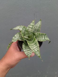 Sansevieria Orgasm, real gallery image #4 plants. Picture taken directly from kaktus.id community Sansevieria farmer green houses.