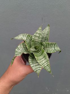 Sansevieria Orgasm, real gallery image #5 plants. Picture taken directly from kaktus.id community Sansevieria farmer green houses.