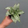Sansevieria Orgasm, real feature image plant. Picture taken directly from kaktus.id community Sansevieria farmer green houses.