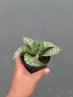 Sansevieria Orgasm, real gallery image #6 plants. Picture taken directly from kaktus.id community Sansevieria farmer green houses.