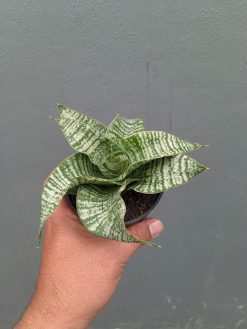 Sansevieria Orgasm, real gallery image #7 plants. Picture taken directly from kaktus.id community Sansevieria farmer green houses.