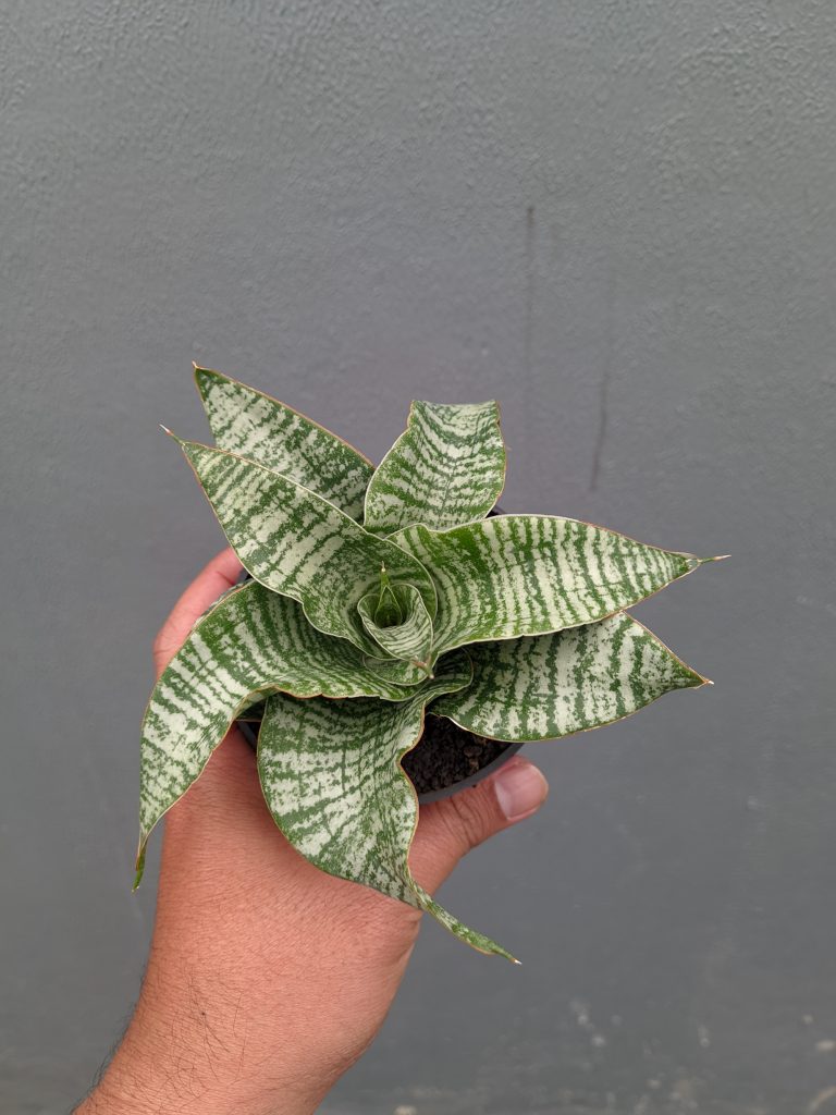 kaktus.id
