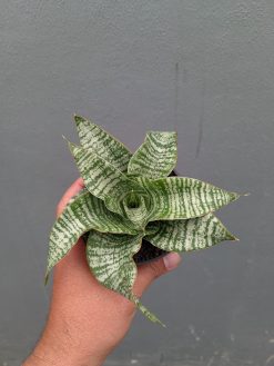 Sansevieria Orgasm, real gallery image #9 plants. Picture taken directly from kaktus.id community Sansevieria farmer green houses.