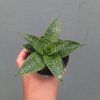 Sansevieria Nimbus, real feature image plant. Picture taken directly from kaktus.id community Sansevieria farmer green houses.