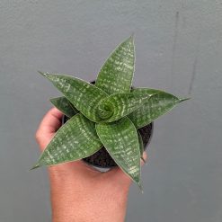 Sansevieria Nimbus, real feature image plant. Picture taken directly from kaktus.id community Sansevieria farmer green houses.