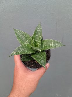 Sansevieria Nimbus, real gallery image #2 plants. Picture taken directly from kaktus.id community Sansevieria farmer green houses.