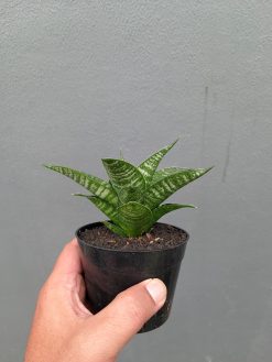 Sansevieria Nimbus, real gallery image #13 plants. Picture taken directly from kaktus.id community Sansevieria farmer green houses.
