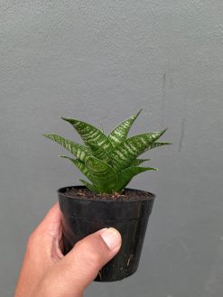Sansevieria Nimbus, real gallery image #14 plants. Picture taken directly from kaktus.id community Sansevieria farmer green houses.